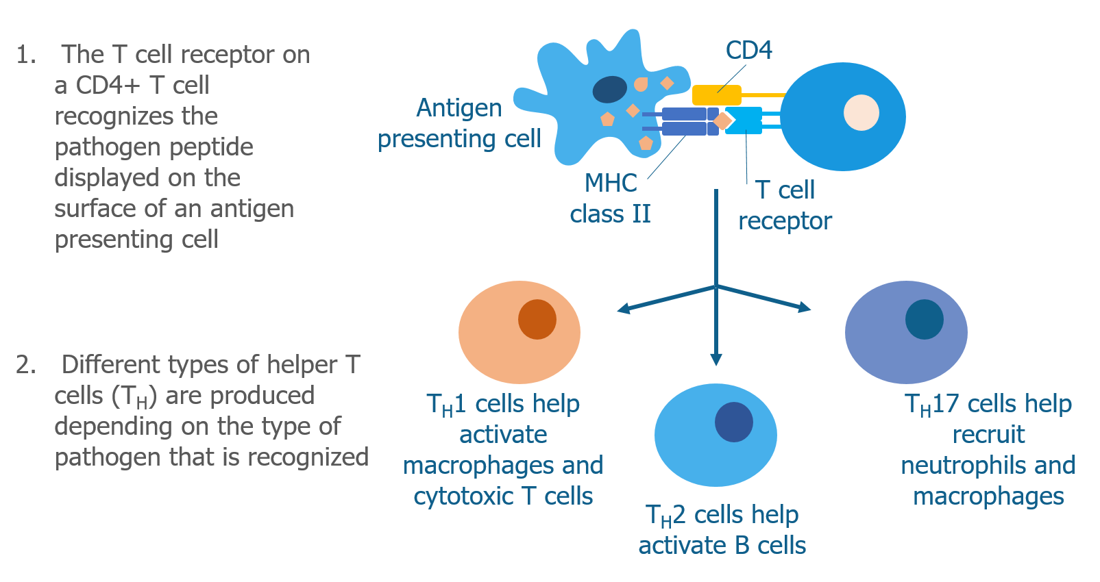 What Are The Different Types Of T Cells Celiac Kids Connection